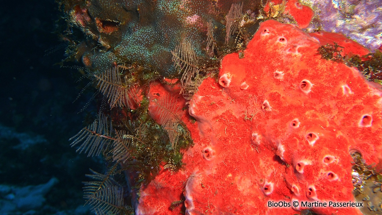 Spirastrella caraïbes - Spirastrella coccinea - Martine Passerieux - BioObs