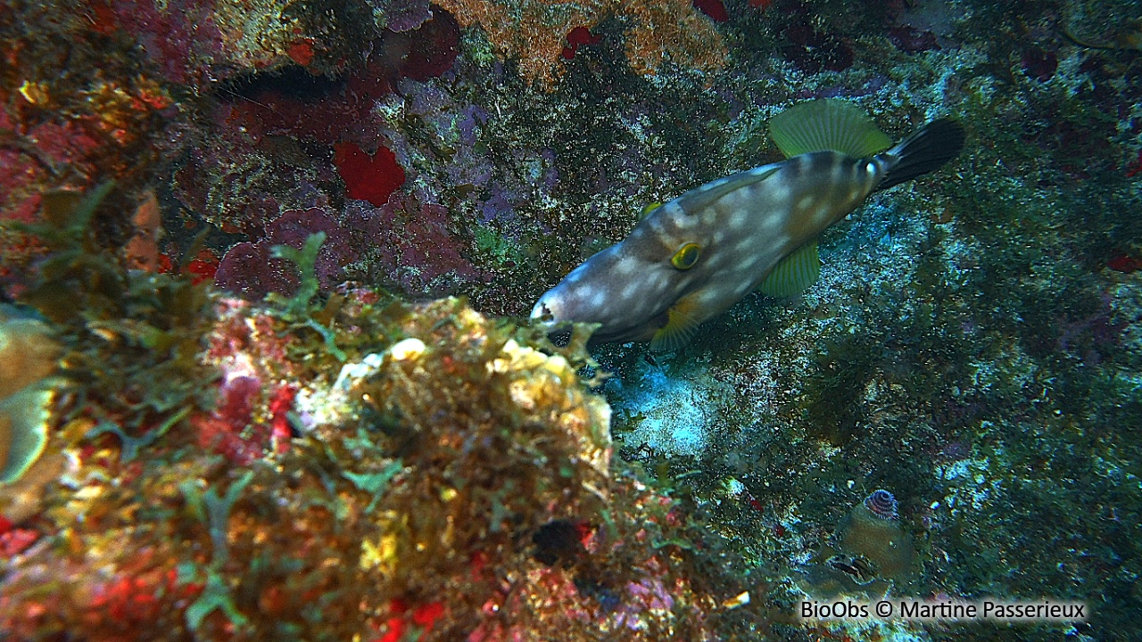 Bourse cabri, bourse cabrit - Cantherhines macrocerus - Martine Passerieux - BioObs