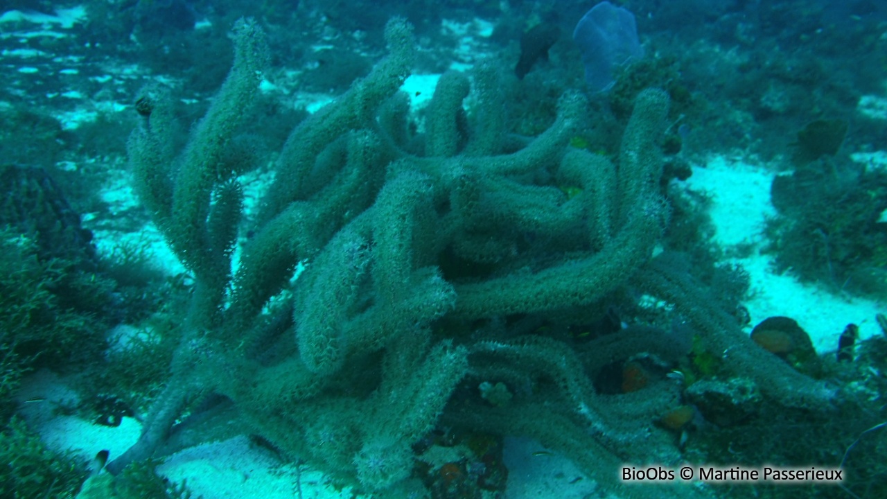 Plume de mer visqueuse - Antillogorgia americana - Martine Passerieux - BioObs