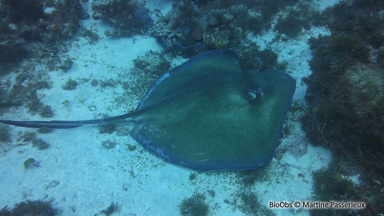 Pastenague américaine - Hypanus americanus - Martine Passerieux - BioObs