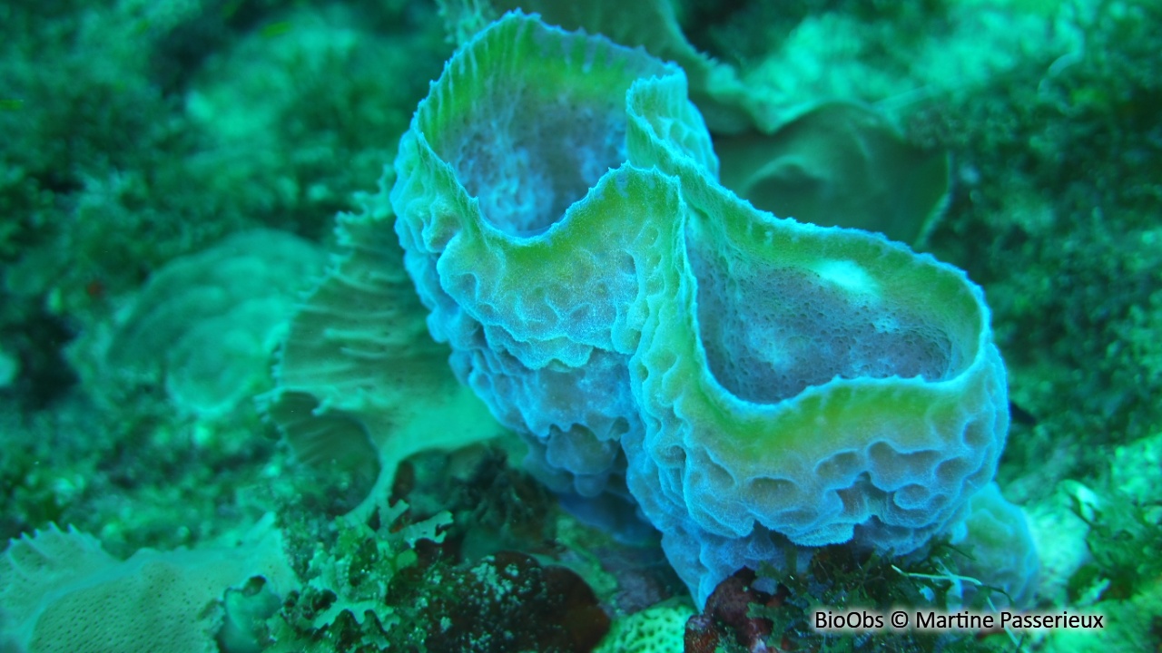 Eponge-vase fluo - Callyspongia (Cladochalina) plicifera - Martine Passerieux - BioObs