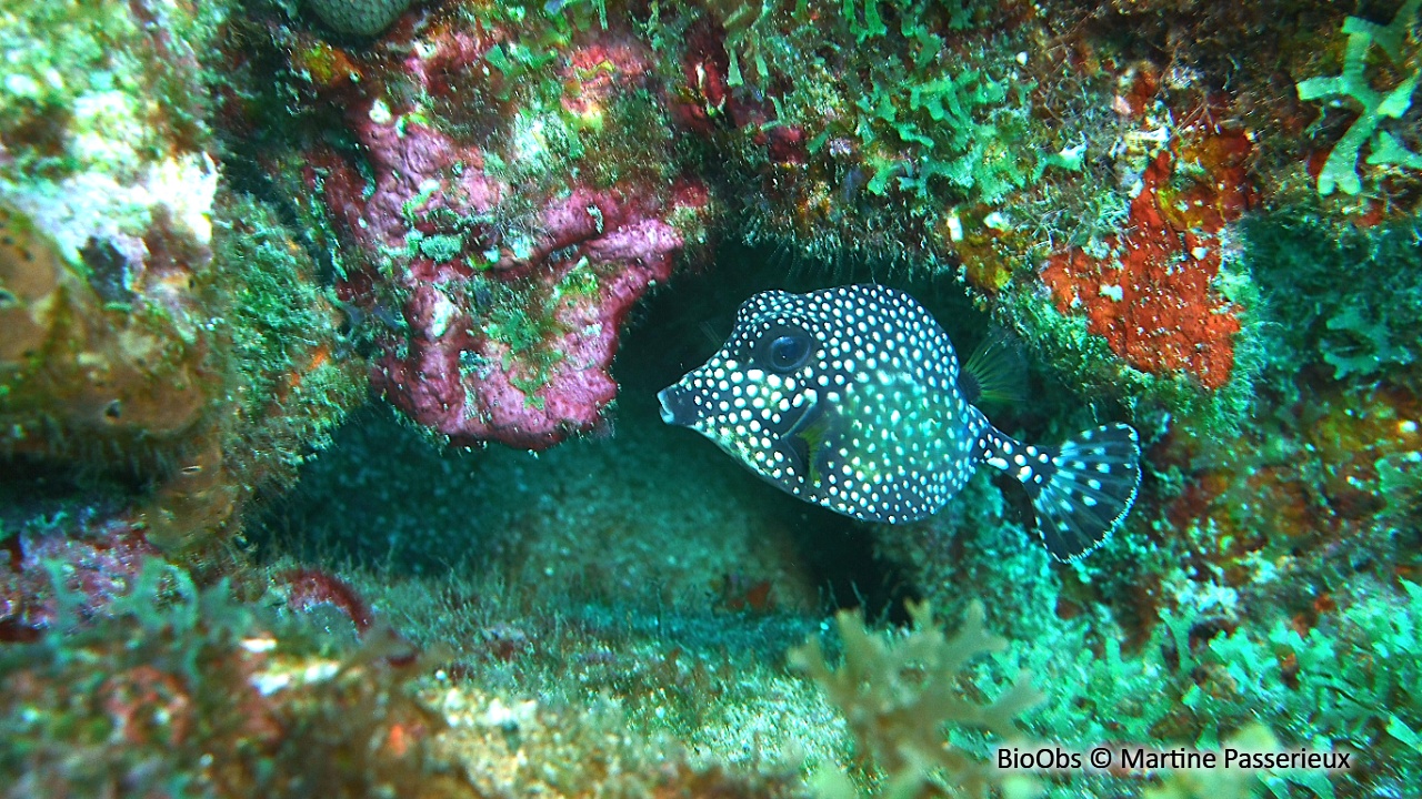Coffre mouton - Lactophrys triqueter - Martine Passerieux - BioObs