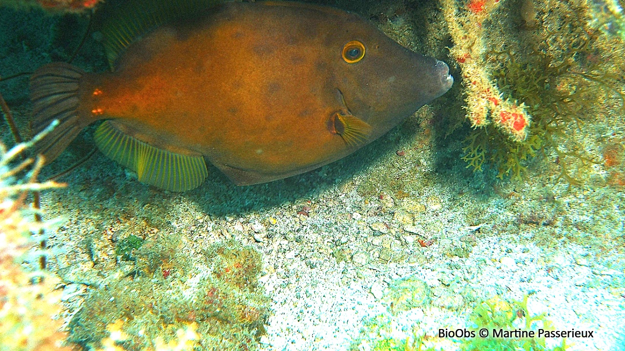 Bourse cabri, bourse cabrit - Cantherhines macrocerus - Martine Passerieux - BioObs
