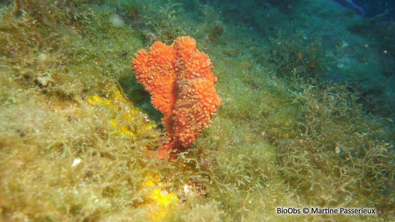 Axinelle rouge-orange - Ptilocaulis walpersii - Martine Passerieux - BioObs