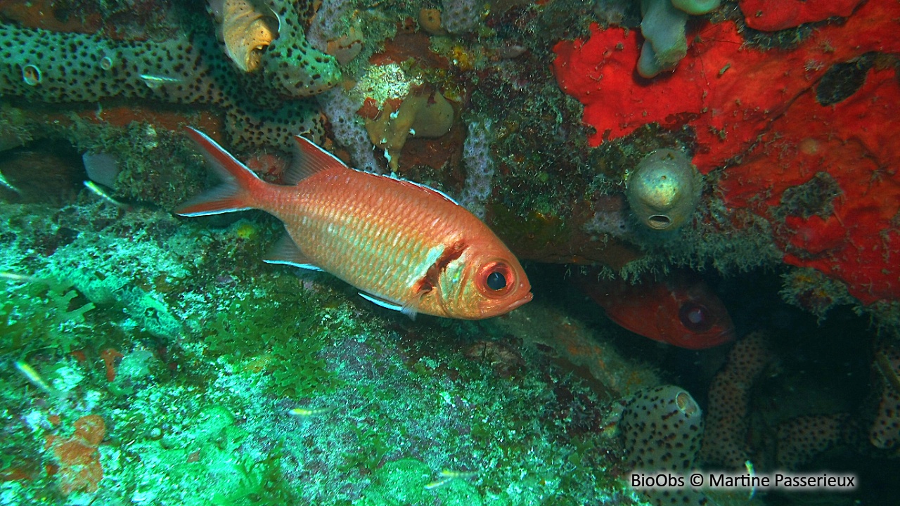 Mombin - Myripristis jacobus - Martine Passerieux - BioObs