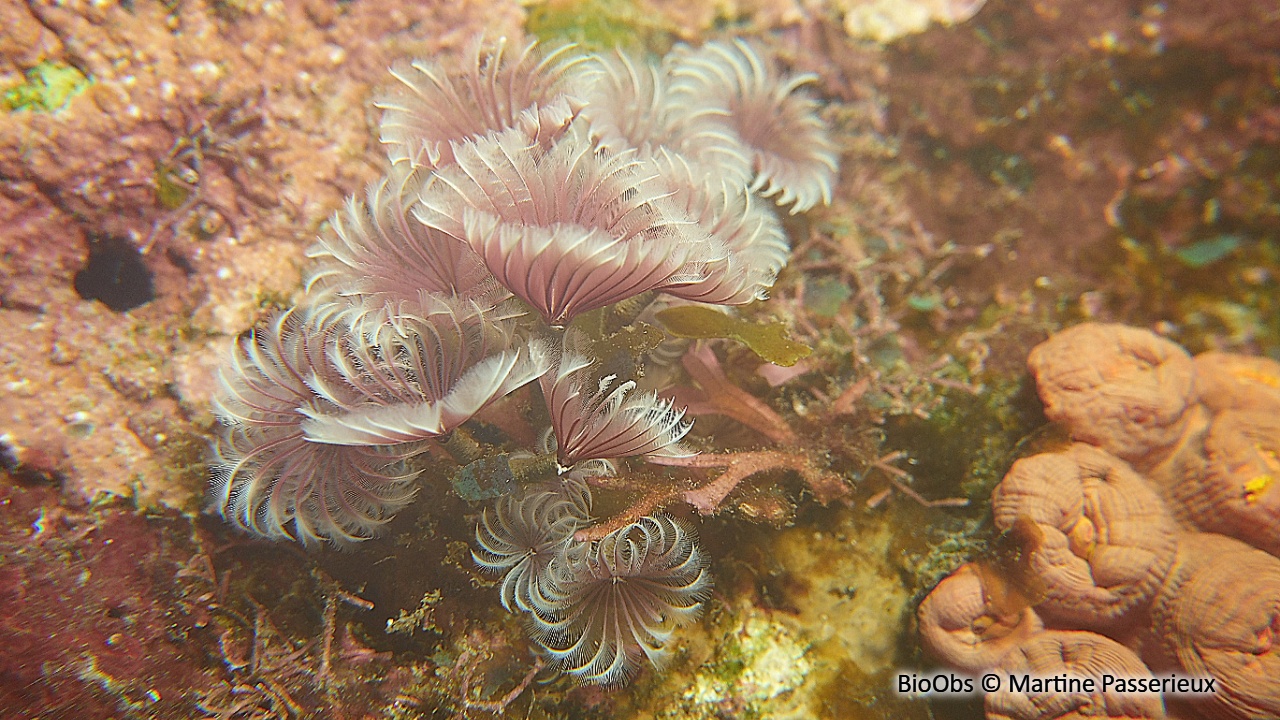 Sabelle sociale - Bispira brunnea - Martine Passerieux - BioObs