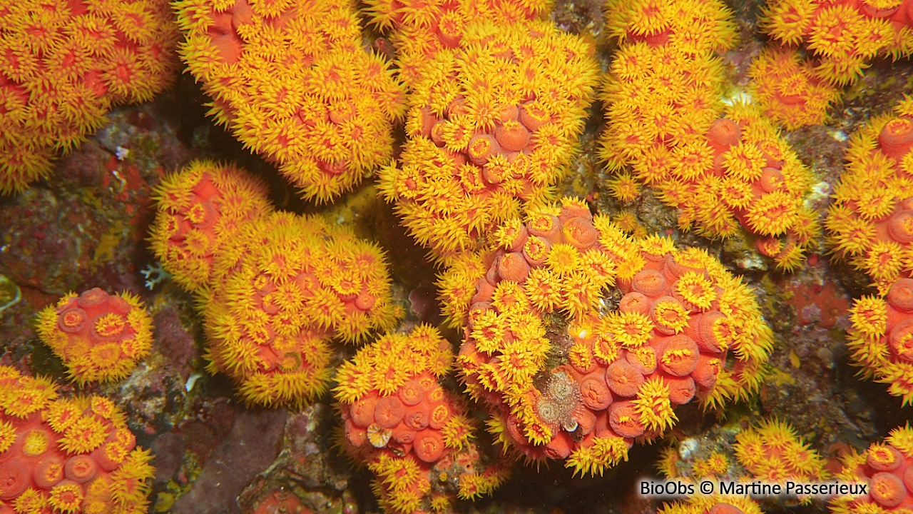Tubastrée orange - Tubastraea coccinea - Martine Passerieux - BioObs