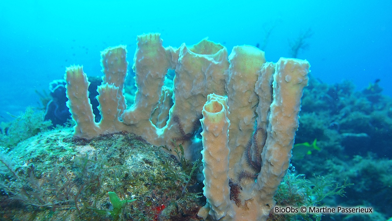 Eponge-tuyau rose - Callyspongia (Cladochalina) vaginalis - Martine Passerieux - BioObs