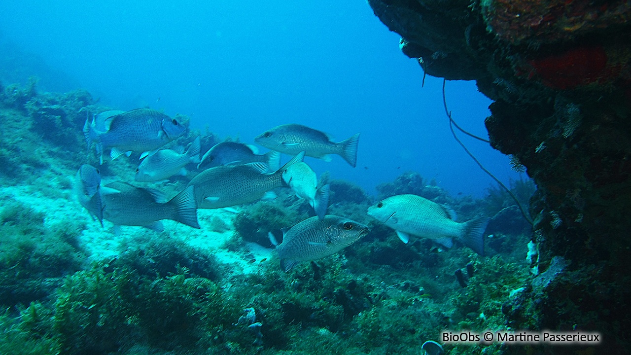 Sarde grise - Lutjanus griseus - Martine Passerieux - BioObs