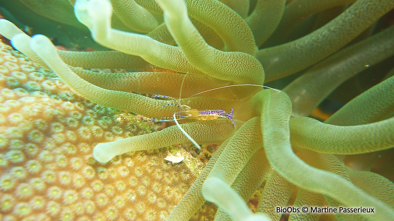 Crevette nettoyeuse de Pederson - Ancylomenes pedersoni - Martine Passerieux - BioObs
