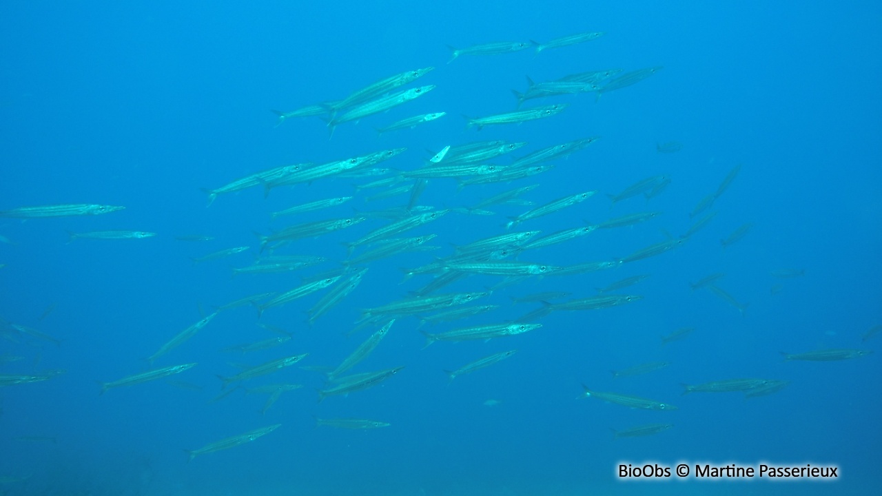 Bécune chandelle - Sphyraena picudilla - Martine Passerieux - BioObs