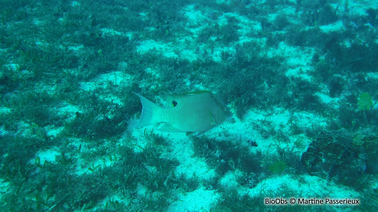 Labre capitaine - Lachnolaimus maximus - Martine Passerieux - BioObs