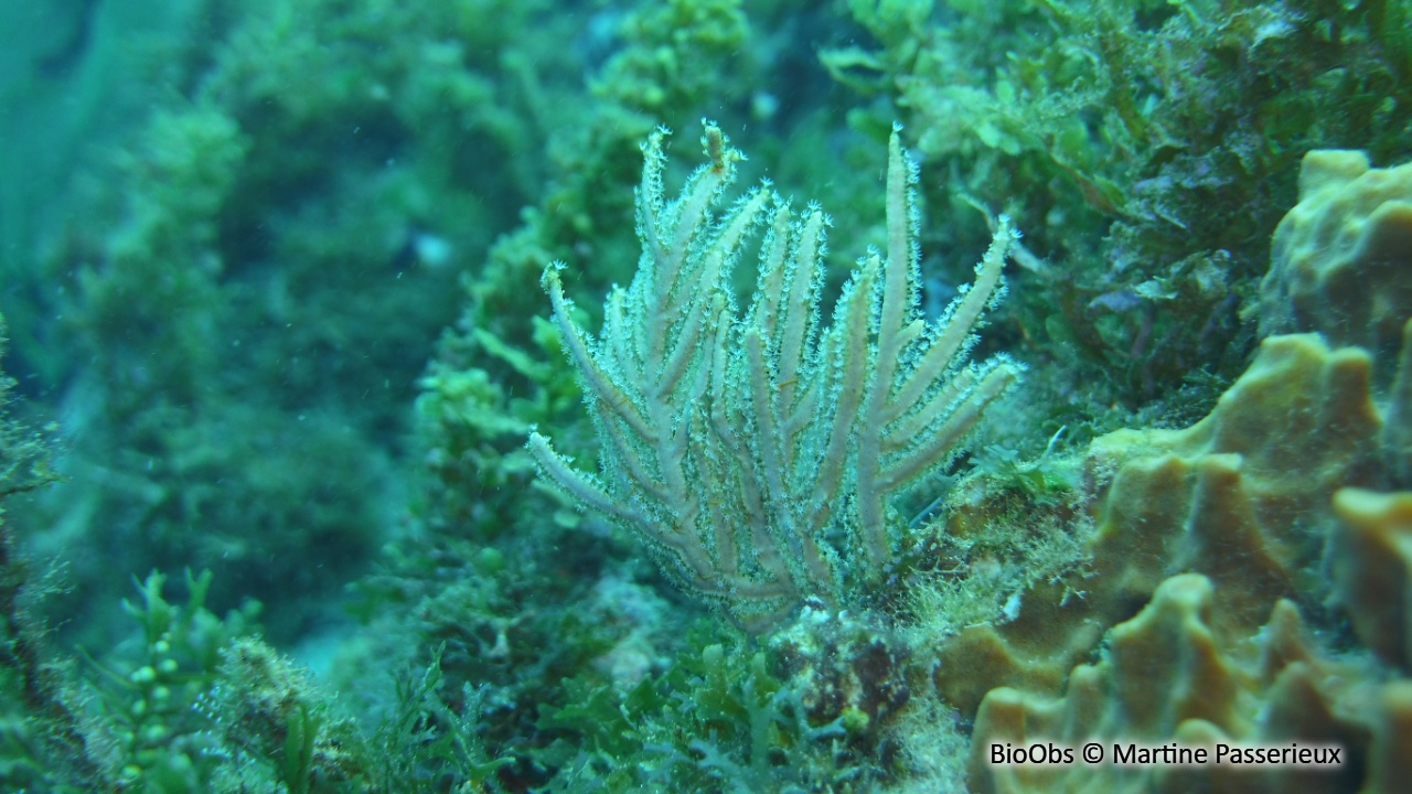 Gorgone martinet - Pterogorgia guadalupensis - Martine Passerieux - BioObs