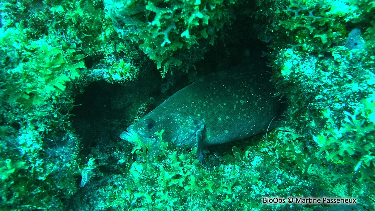 Savonnette commune - Rypticus saponaceus - Martine Passerieux - BioObs