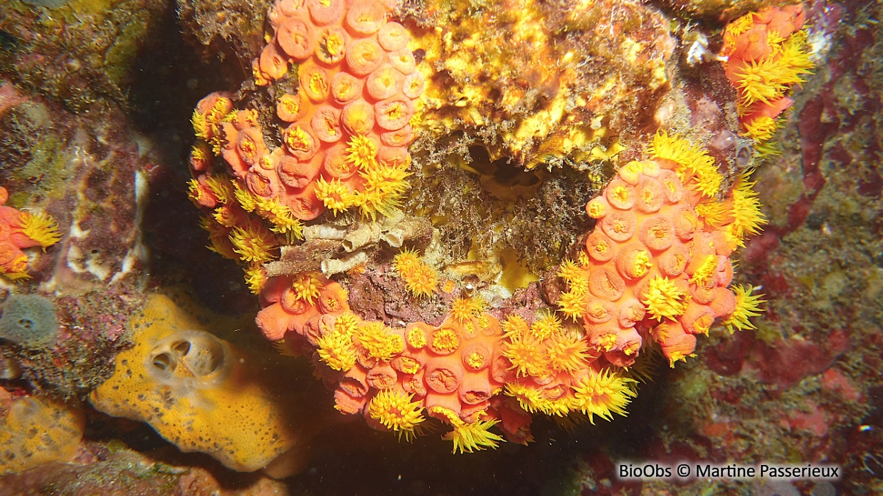 Tubastrée orange - Tubastraea coccinea - Martine Passerieux - BioObs