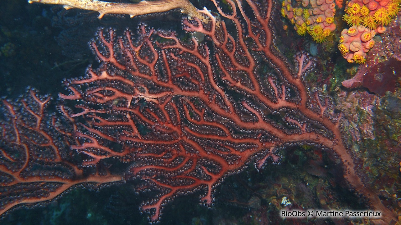 Gorgone rousse - Iciligorgia schrammi - Martine Passerieux - BioObs