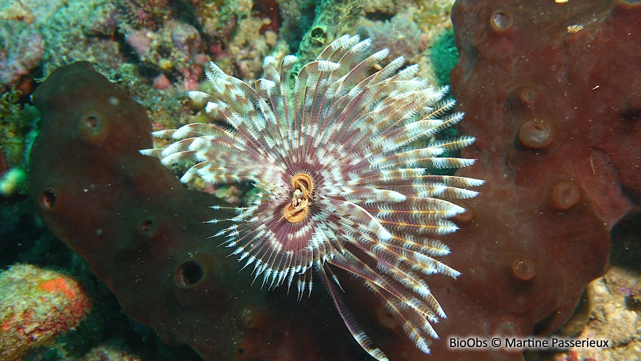 Sabelle magnifique - Sabellastarte magnifica - Martine Passerieux - BioObs