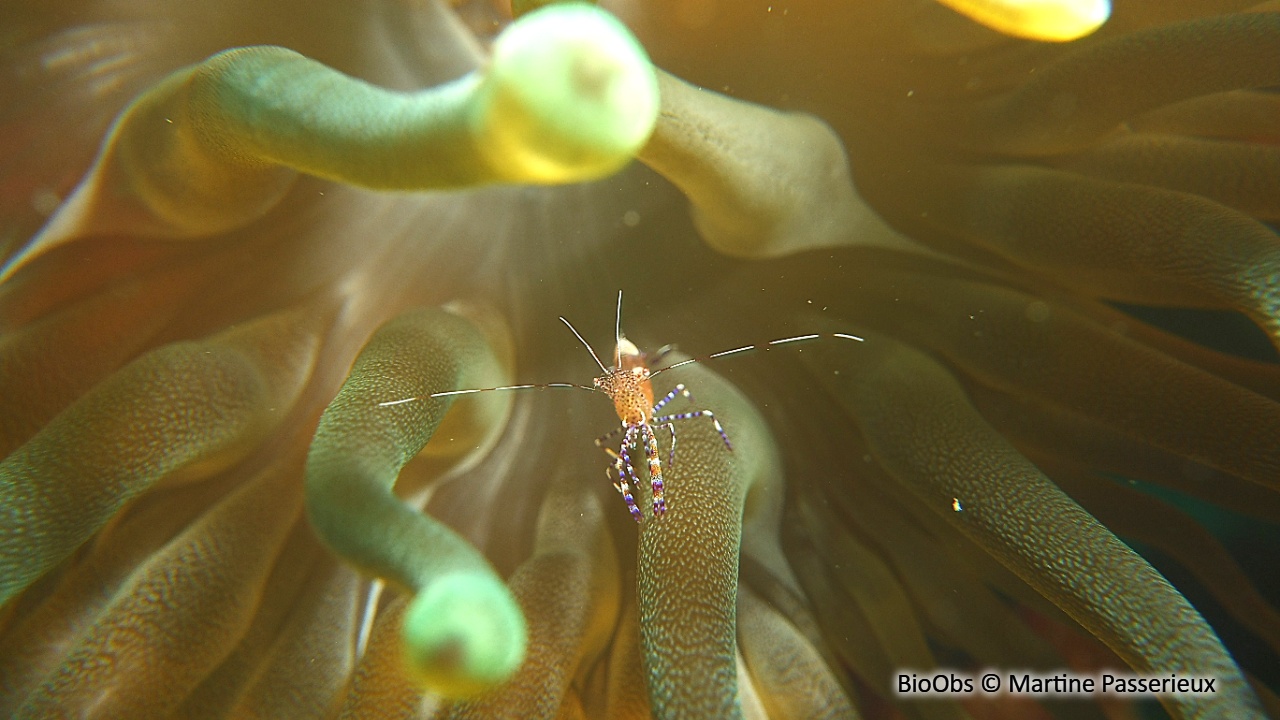 Crevette du Yucatan - Periclimenes yucatanicus - Martine Passerieux - BioObs
