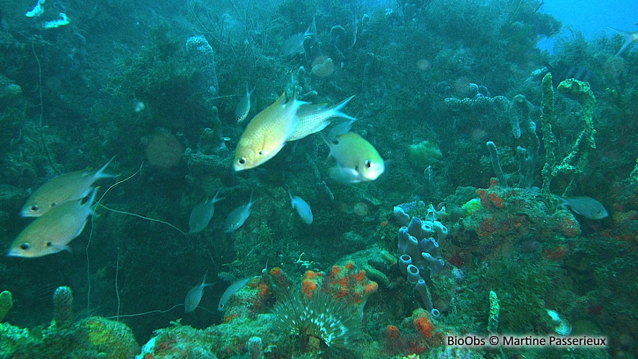 Castagnole brune - Chromis multilineata - Martine Passerieux - BioObs