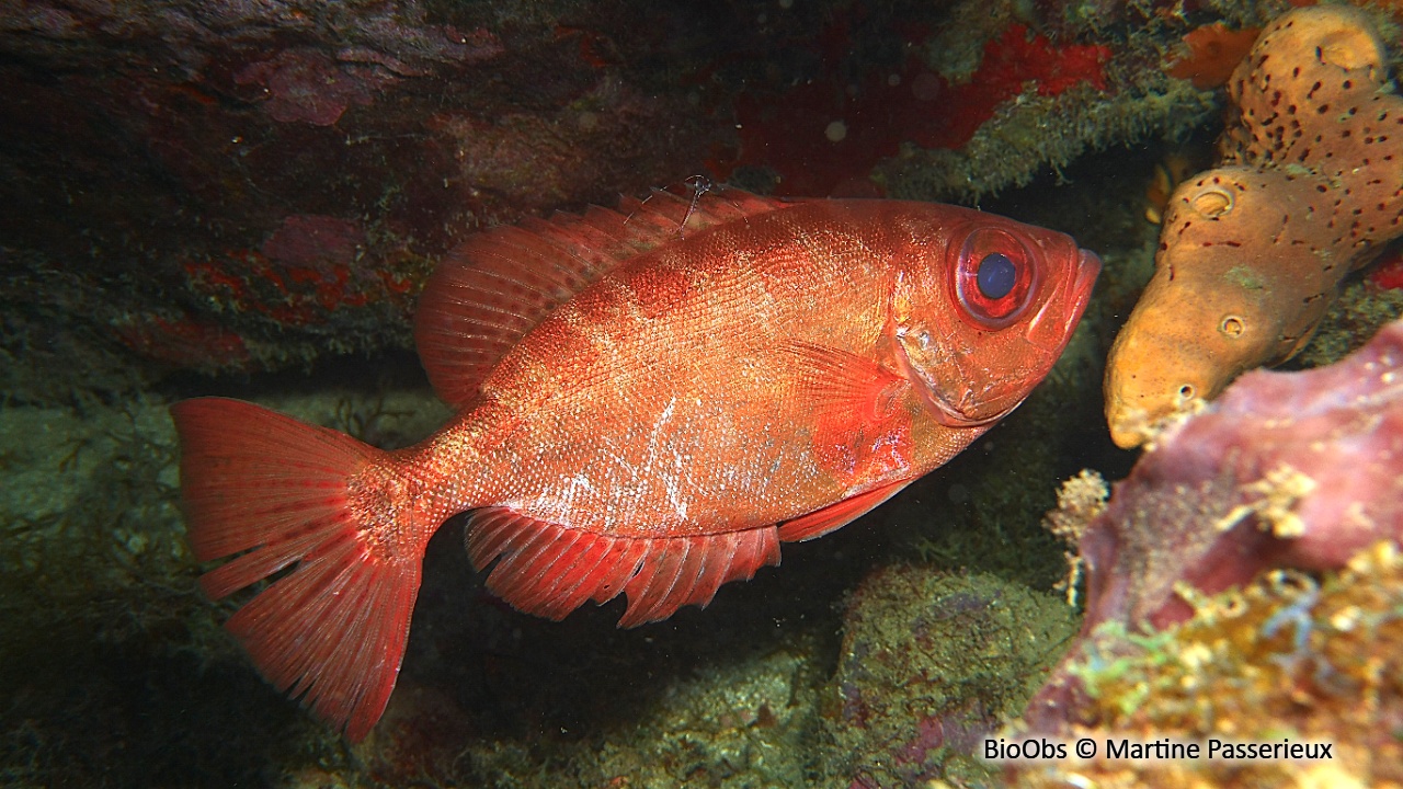 Soleil - Heteropriacanthus cruentatus - Martine Passerieux - BioObs