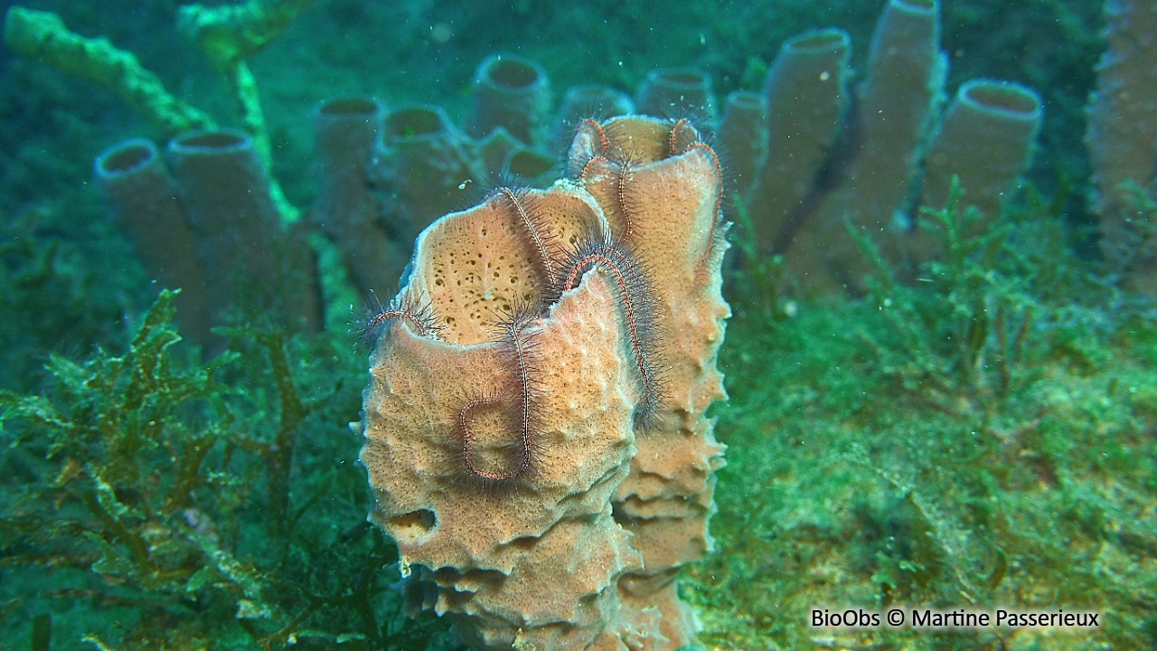 Ophiure des éponges - Ophiothrix (Acanthophiothrix) suensoni - Martine Passerieux - BioObs