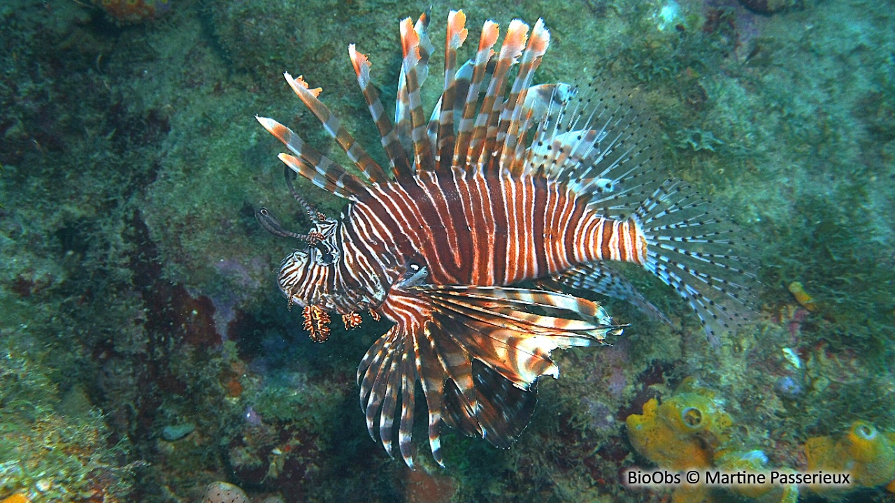 Rascasse volante du pacifique - Pterois volitans - Martine Passerieux - BioObs