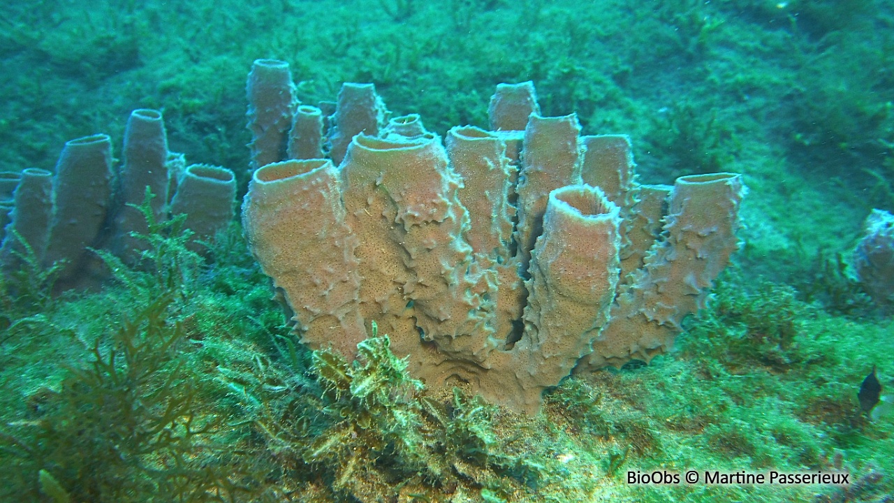 Eponge-tuyau rose - Callyspongia (Cladochalina) vaginalis - Martine Passerieux - BioObs