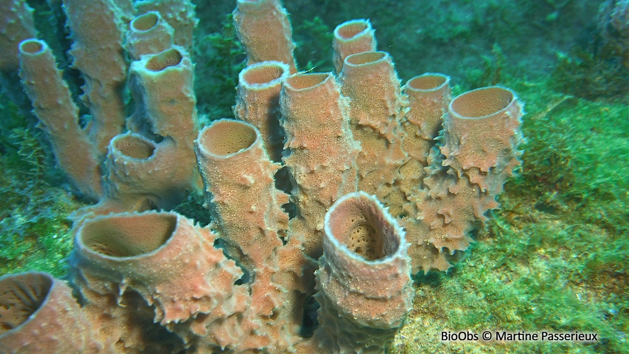 Eponge-tuyau rose - Callyspongia (Cladochalina) vaginalis - Martine Passerieux - BioObs