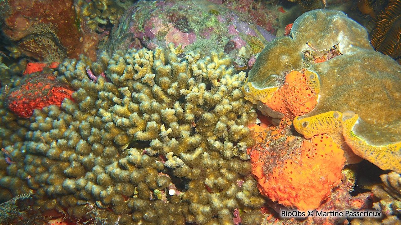 Madracis (genre) - Madracis - Martine Passerieux - BioObs