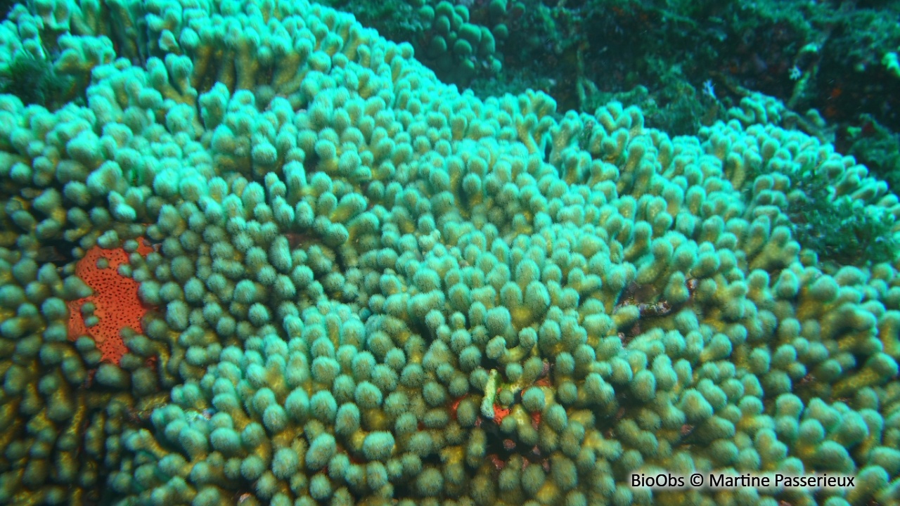Madrace jaune - Madracis auretenra - Martine Passerieux - BioObs