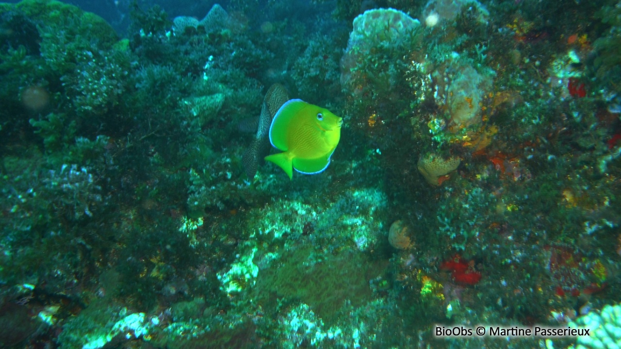 Chirurgien bleu - Acanthurus coeruleus - Martine Passerieux - BioObs