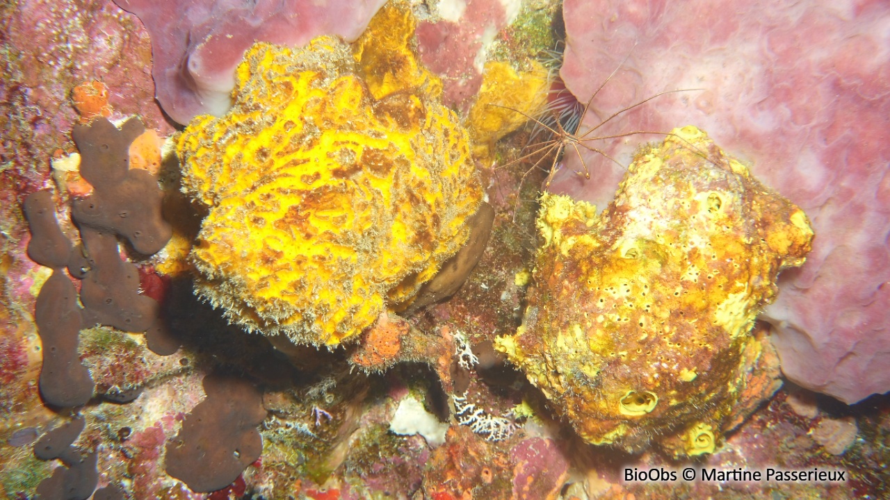 Eponge styx - Myrmekioderma gyroderma - Martine Passerieux - BioObs