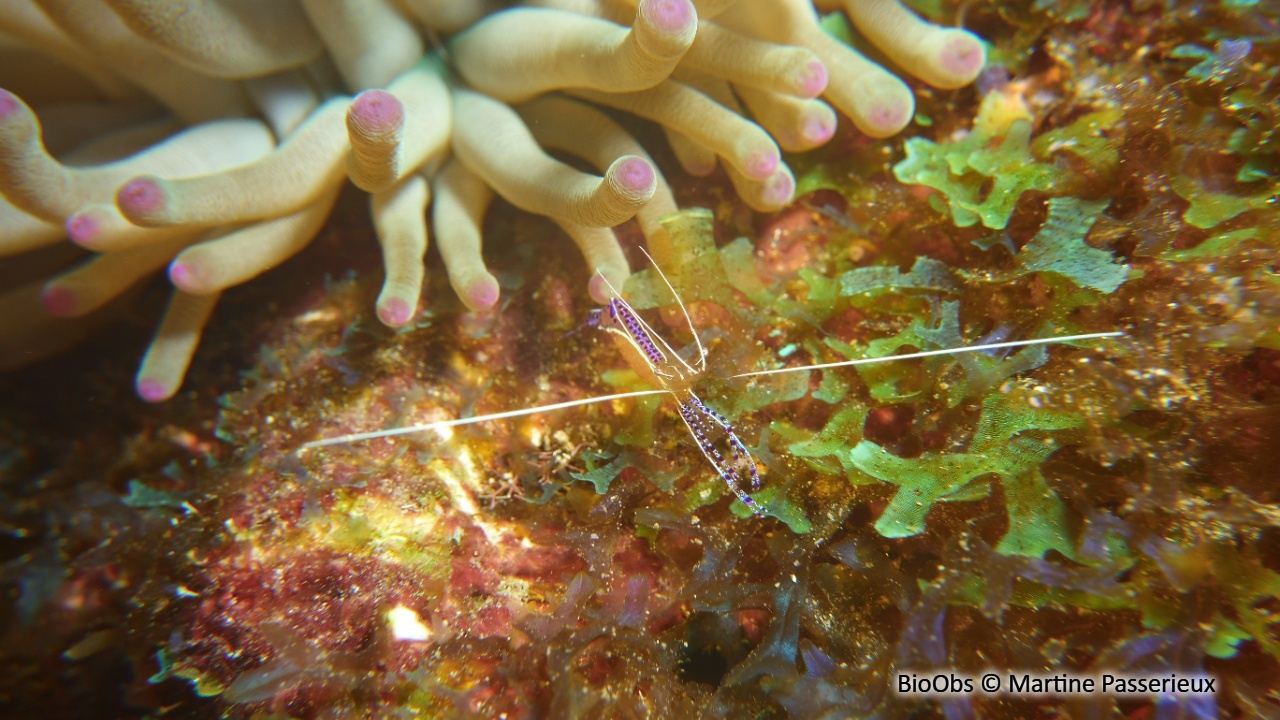 Crevette nettoyeuse de Pederson - Ancylomenes pedersoni - Martine Passerieux - BioObs