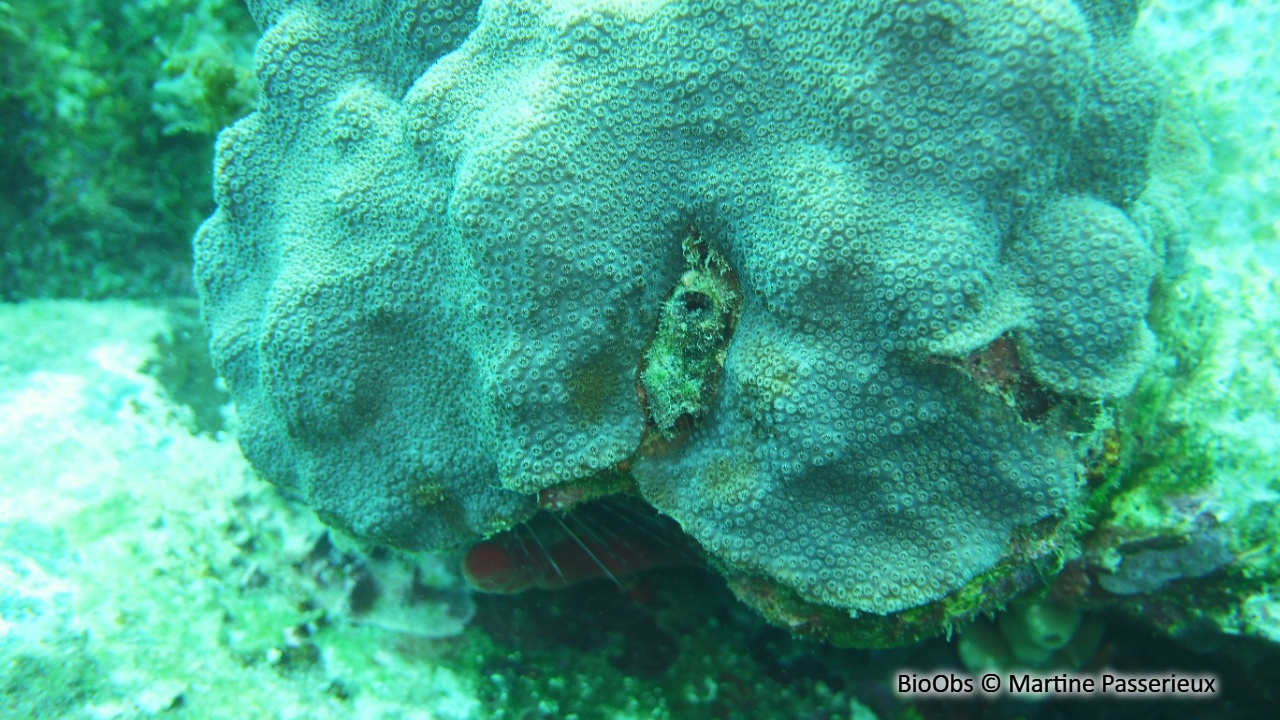 Corail-étoilé montagneux - Orbicella faveolata - Martine Passerieux - BioObs