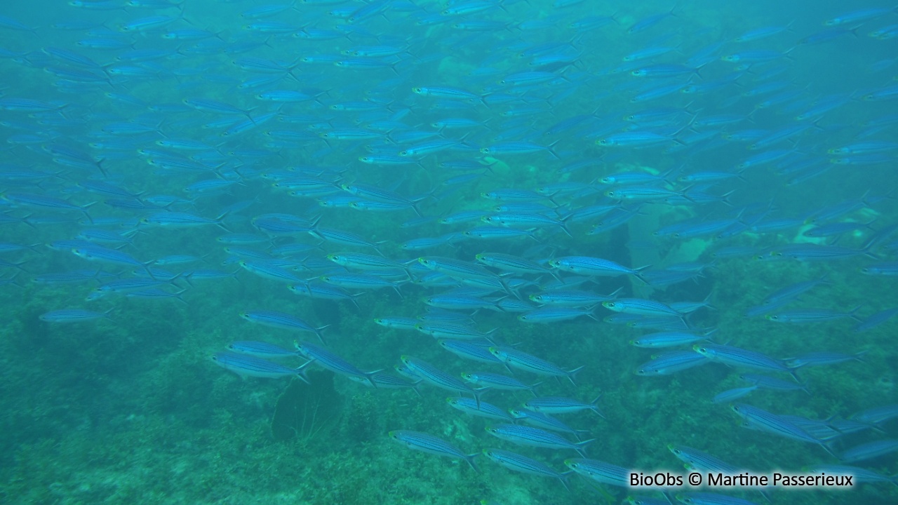 Bogue antillaise - Haemulon vittatum - Martine Passerieux - BioObs
