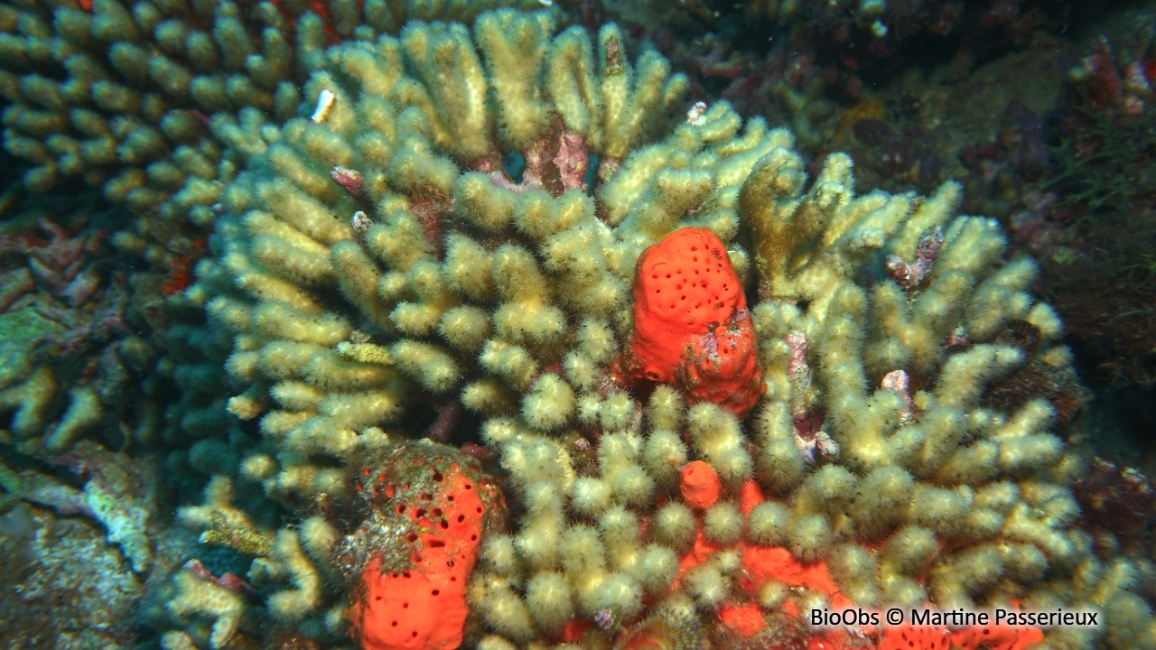 Madrace jaune - Madracis auretenra - Martine Passerieux - BioObs