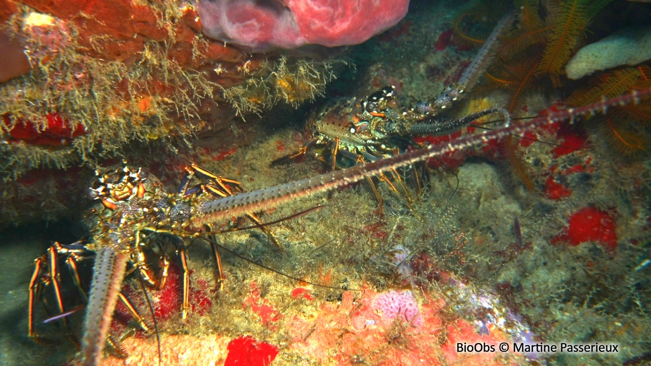 Langouste des Caraïbes - Panulirus argus - Martine Passerieux - BioObs