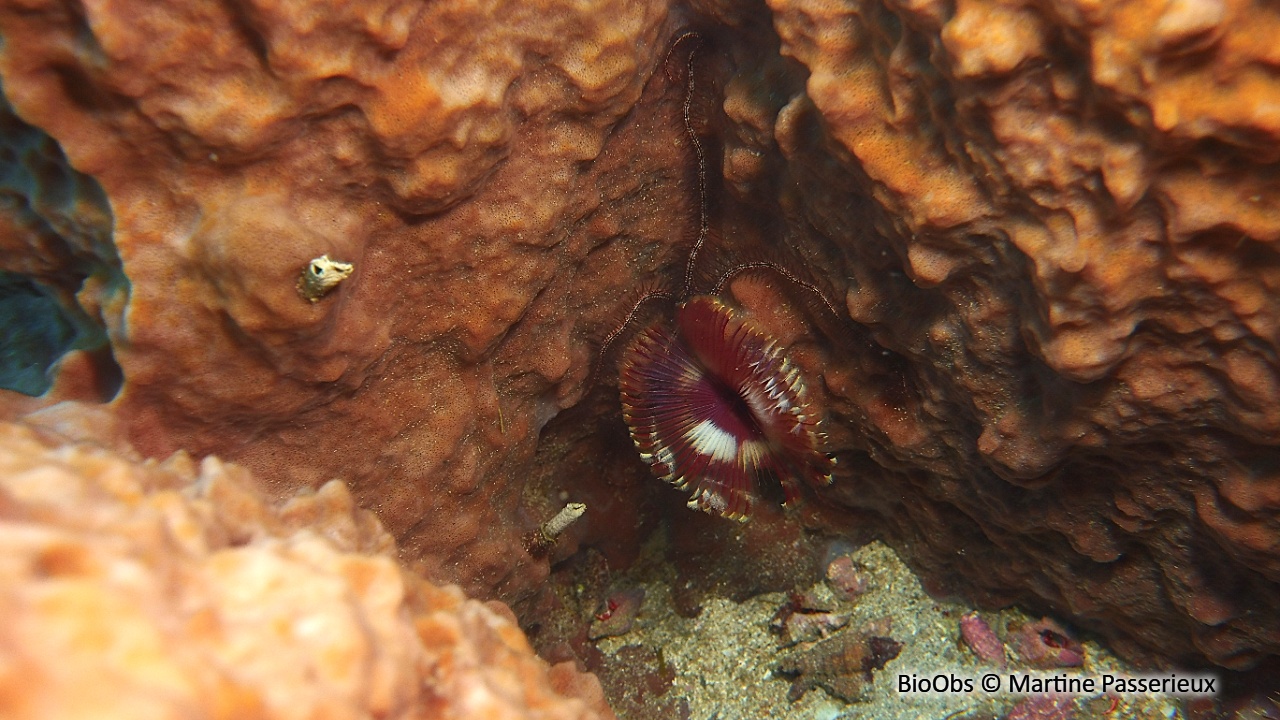 Sabelle fendue - Anamobaea orstedii - Martine Passerieux - BioObs