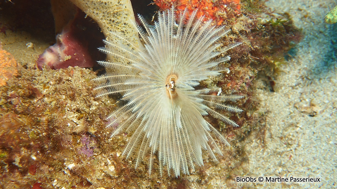 Sabelle magnifique - Sabellastarte magnifica - Martine Passerieux - BioObs