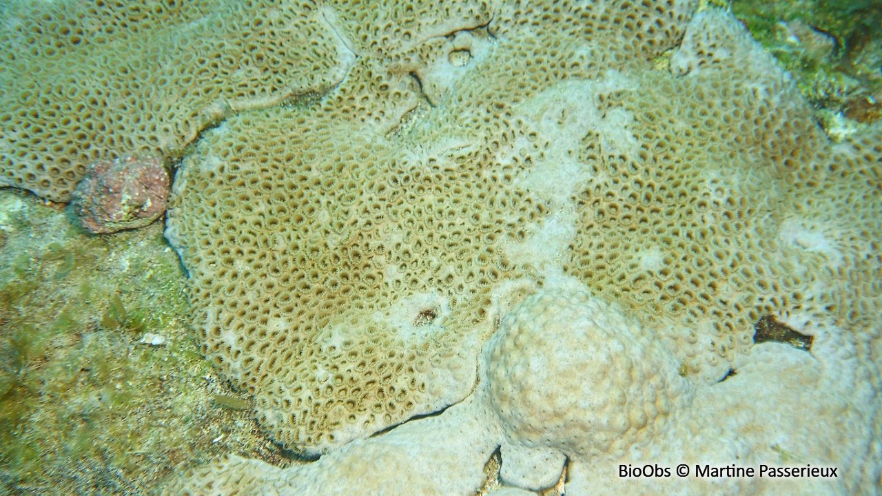 Zoanthaire caraïbes - Palythoa caribaeorum - Martine Passerieux - BioObs