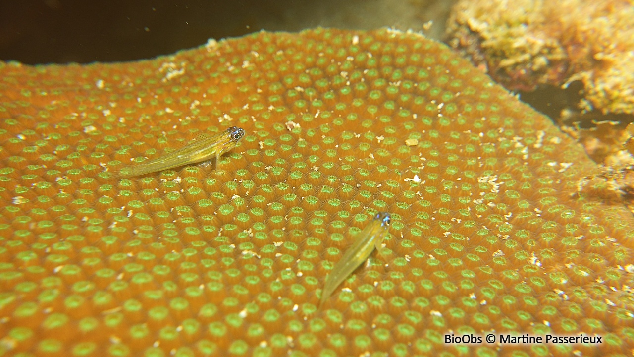 Gobie-néon jaune à nez bleu - Coryphopterus lipernes - Martine Passerieux - BioObs