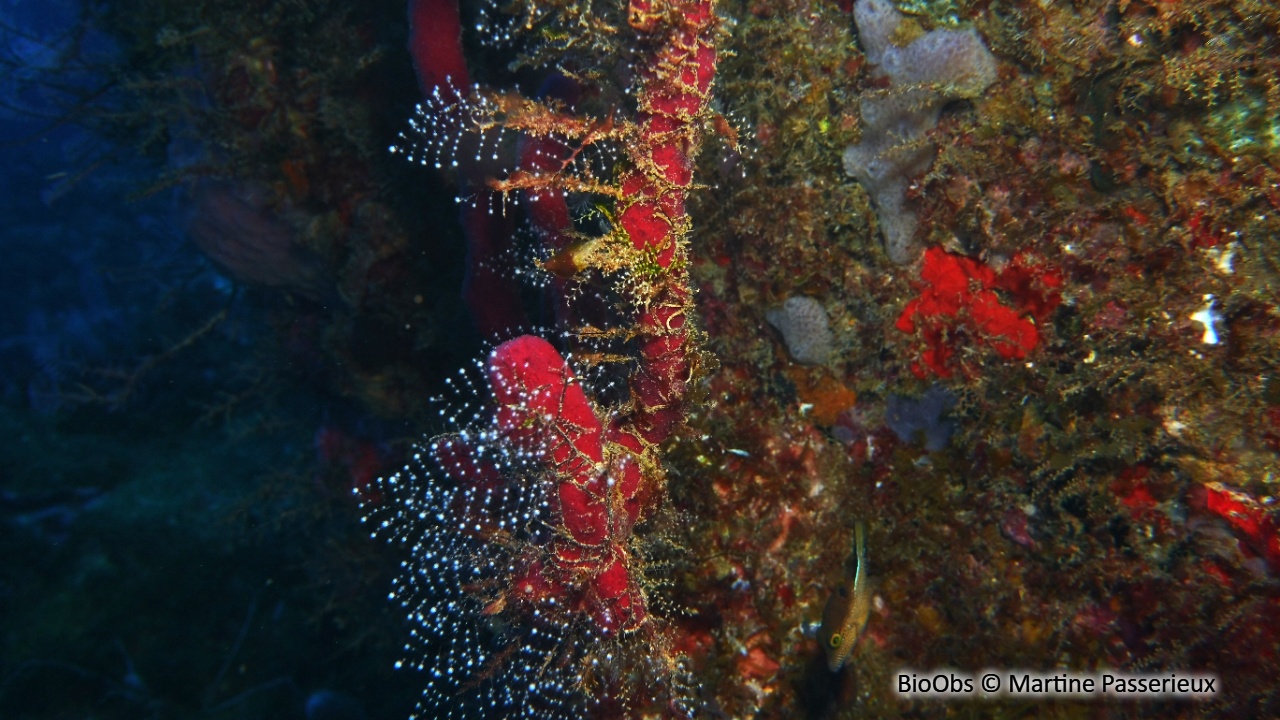 Hydraire des amarres - Pennaria disticha - Martine Passerieux - BioObs