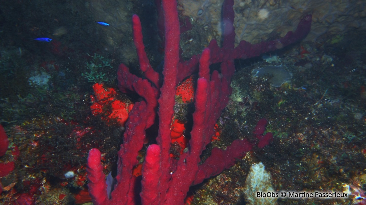 Eponge-corde rouge sang - Amphimedon compressa - Martine Passerieux - BioObs