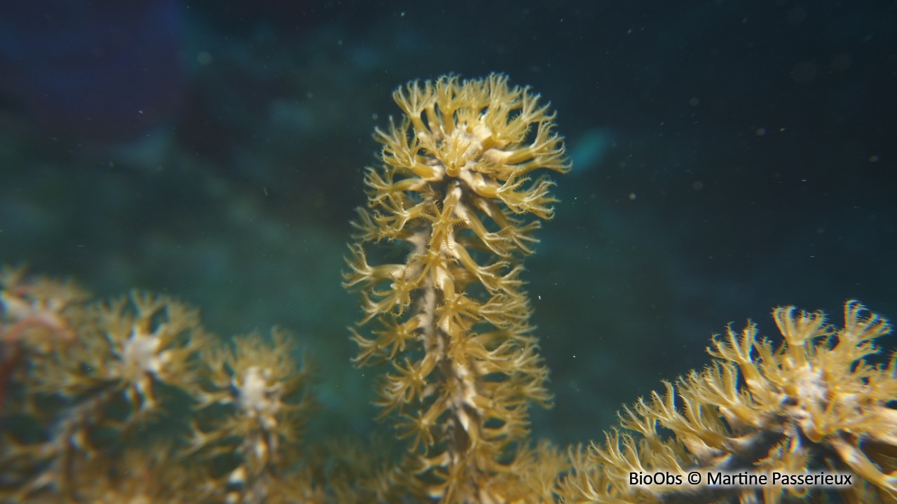 Gorgone arborescente géante - Plexaurella nutans - Martine Passerieux - BioObs