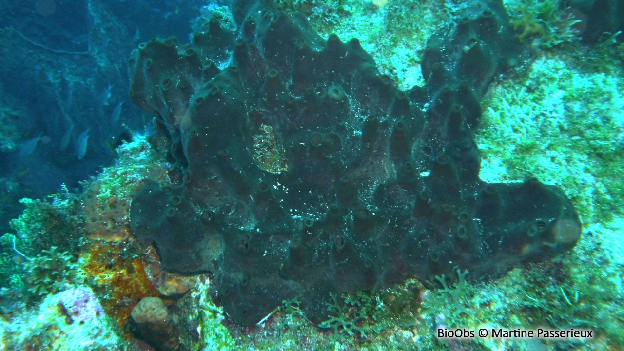 Eponge de Zea - Svenzea zeai - Martine Passerieux - BioObs