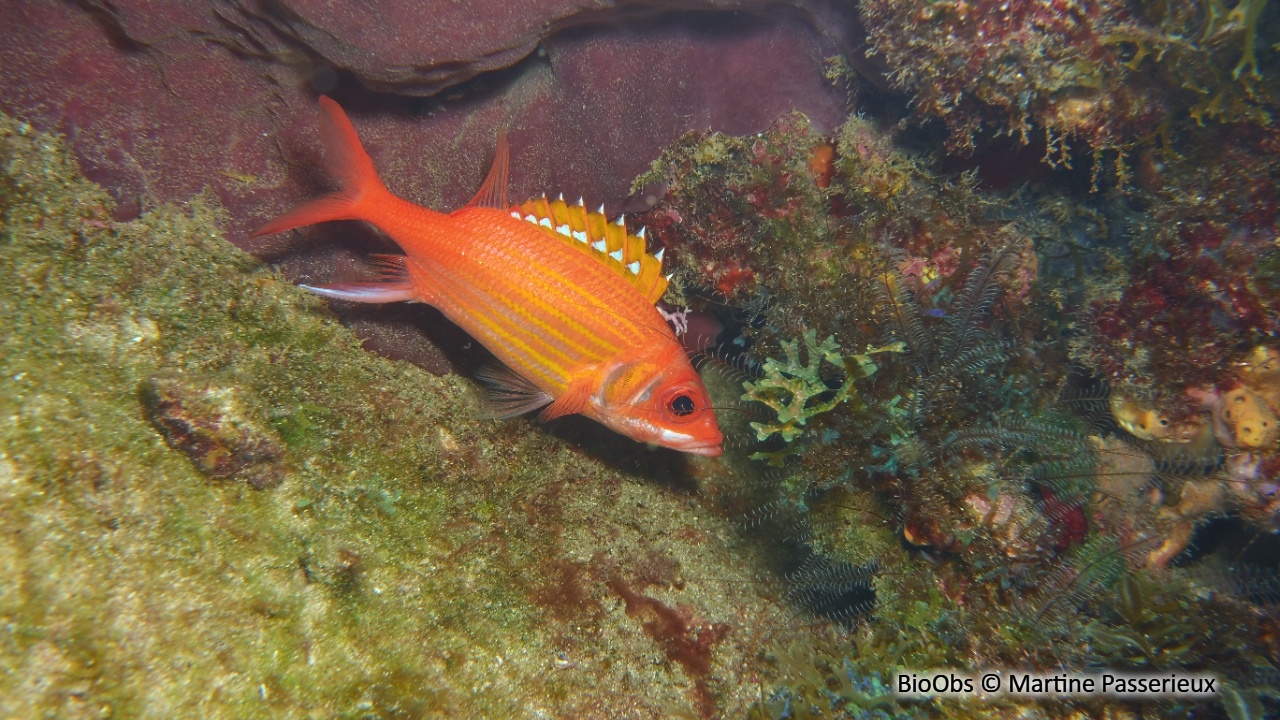 Poisson-écureuil longue épine - Neoniphon marianus - Martine Passerieux - BioObs