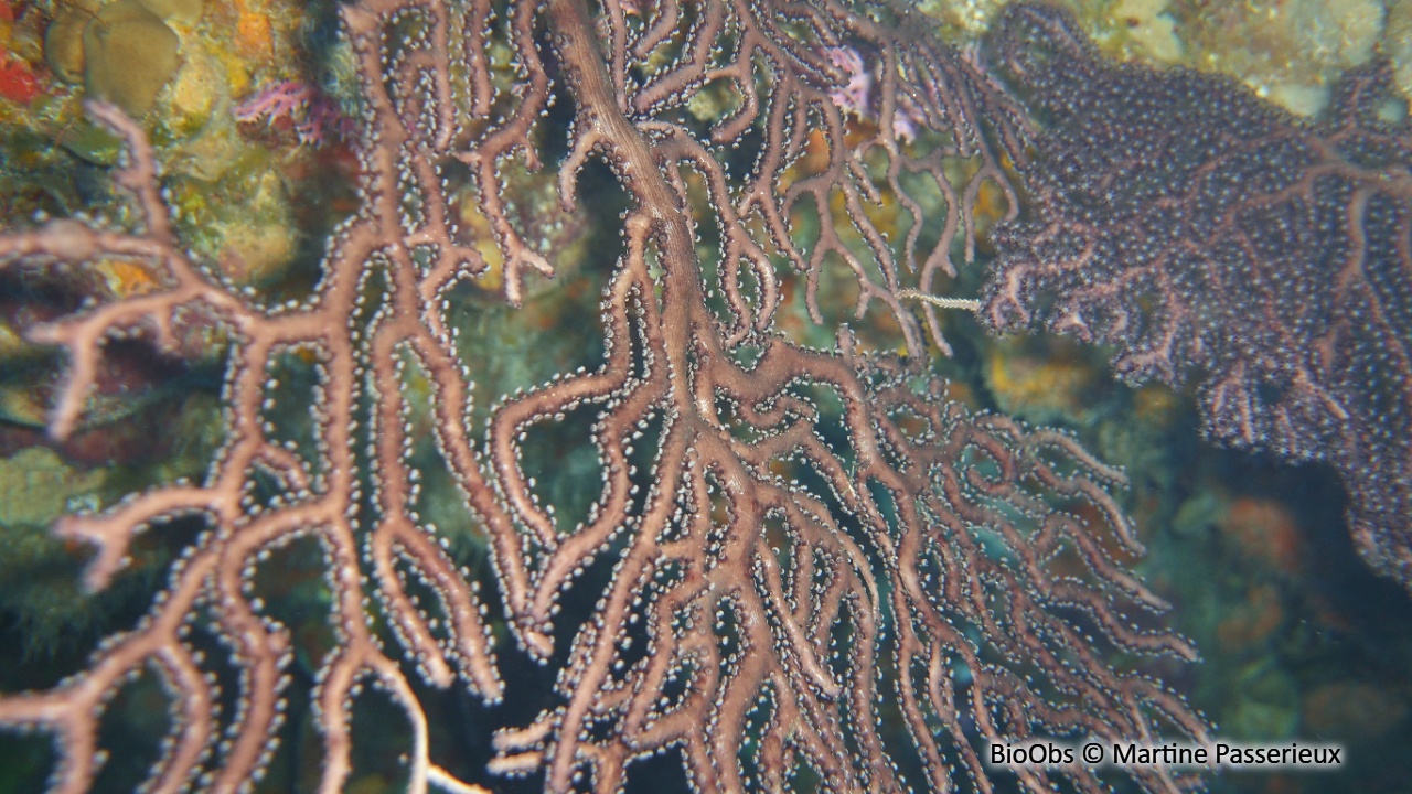 Gorgone rousse - Iciligorgia schrammi - Martine Passerieux - BioObs