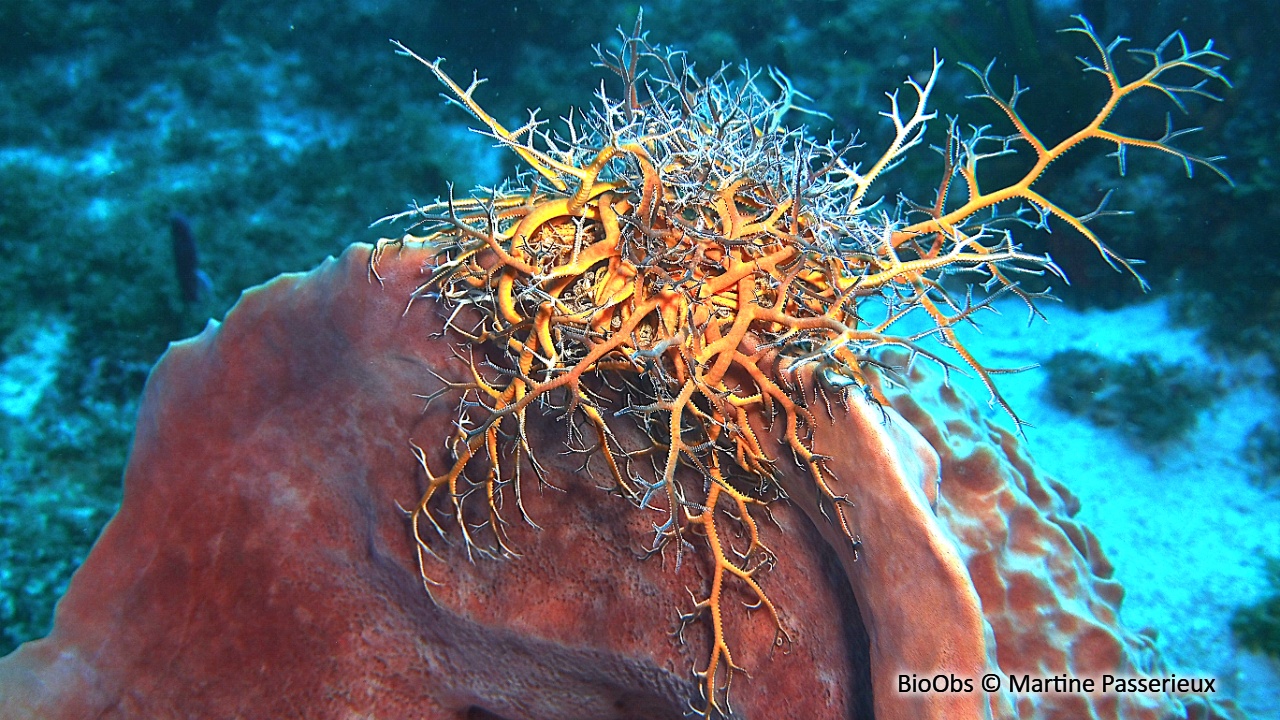 Gorgonocéphale géant - Astrophyton muricatum - Martine Passerieux - BioObs