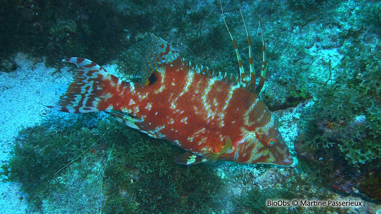 Labre capitaine - Lachnolaimus maximus - Martine Passerieux - BioObs