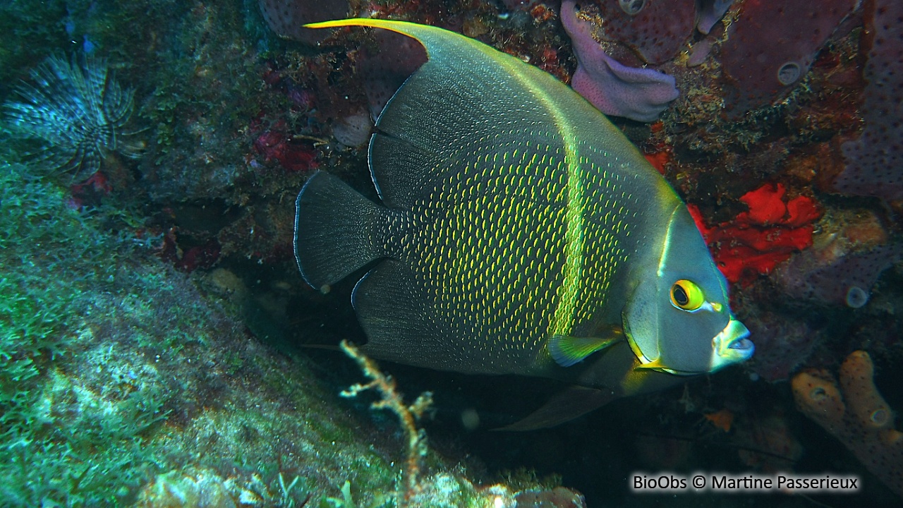 Ange français - Pomacanthus paru - Martine Passerieux - BioObs